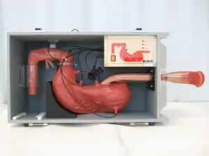 上部消化管・ERCP研修モデル